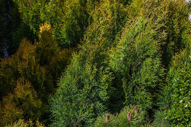 Aerial view of dense green pine forest with canopies of spruce trees and colorful lush foliage in autumn mountains