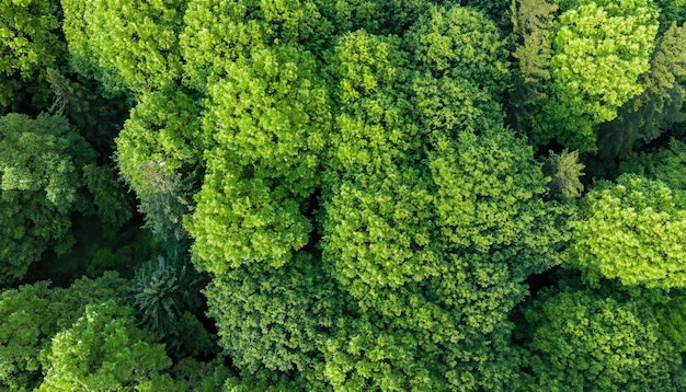 Aerial view down onto vibrant green forest canopy with leafy foliage