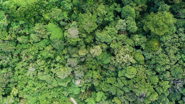 Aerial view Drone camera top view abundant rainforest trees ecology with healthy environment concept and summer background