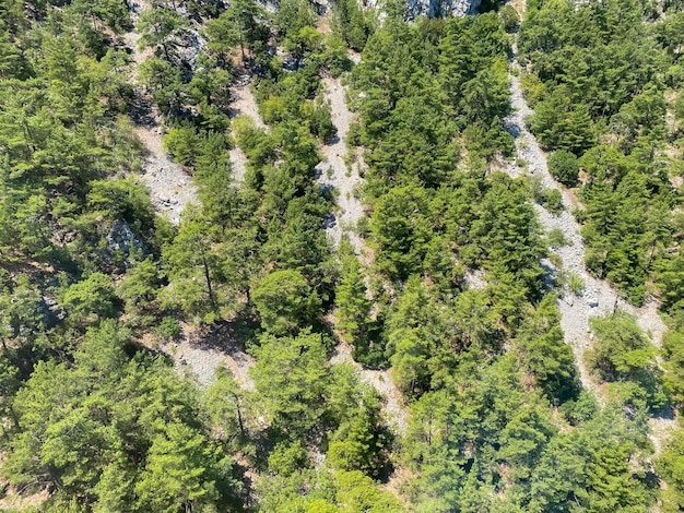 Aerial view of evergreen trees tree top texture Beautiful green fir forest top down drone Forest