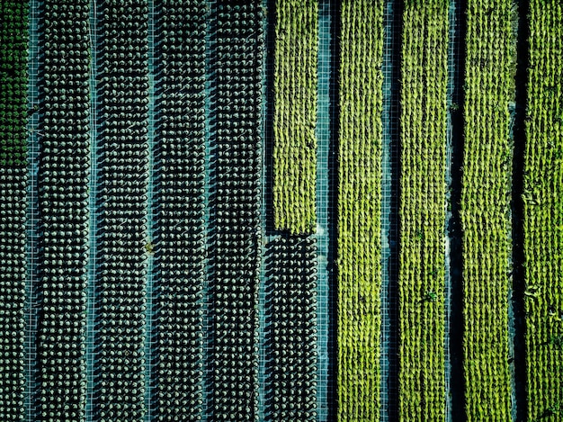 Aerial view of farmland and rows of crops Green seedlings in rows in the greenhouse of Italy