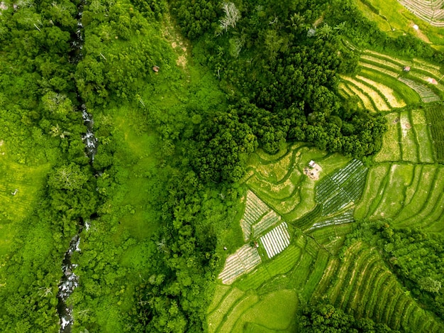 Aerial view of farmland with rice field terrace