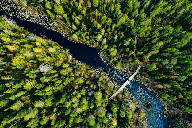 Aerial view of fast river through green pine forest in Finland Oulanka national park