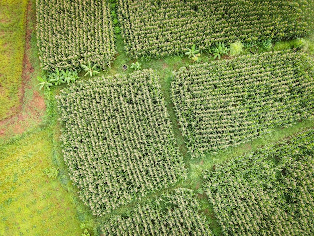 Aerial view field environment forest nature agricultural farm background corn field from above