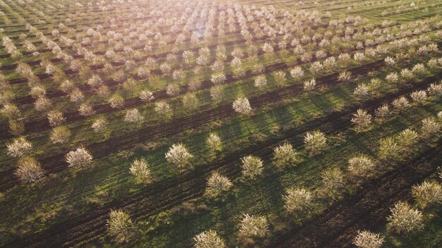 Aerial view of a field with trees and the sun shining on it