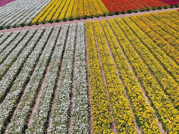 Aerial view of Flower Fields. tourist can enjoy hillsides of colorful Giant Ranunculus flow