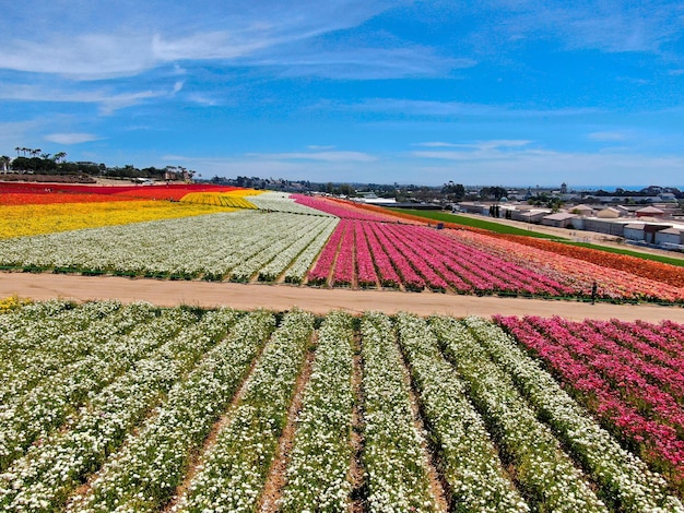 Aerial view of Flower Fields. tourist can enjoy hillsides of colorful Giant Ranunculus