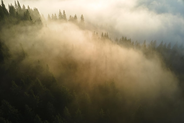 Aerial view of foggy evening over dark pine forest trees at bright sunset Amazingl scenery of wild mountain woodland at dusk