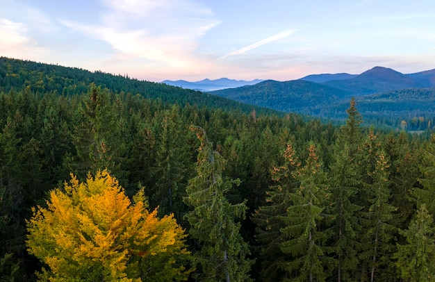 Aerial view of foggy evening over high peaks with dark pine forest trees at bright sunset Amazing scenery of wild mountain woodland at dusk