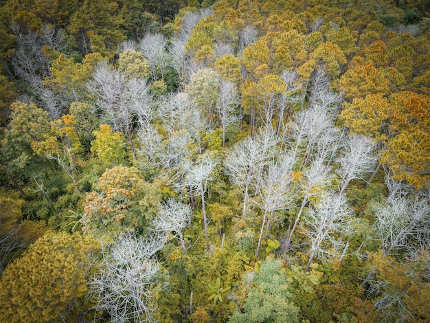 Aerial view forest tree environment forest nature background, Texture of yellow orange tree and dead tree top view forest from above landscape bird eye view pine forest Autumn Orange Rush