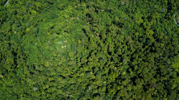 Aerial view forest