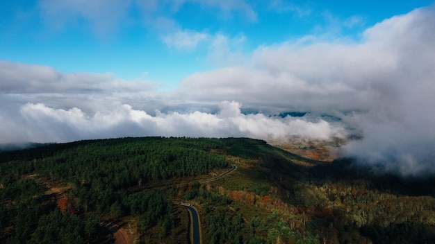 aerial view of forest