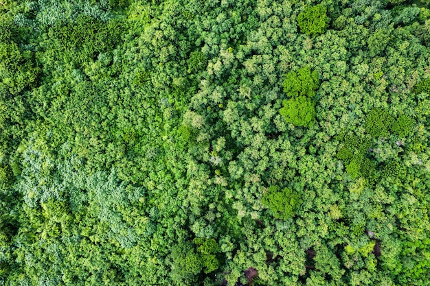 Aerial view of forestry green perennial tree in tropical rainforest Carbon footprint and decarbonisation