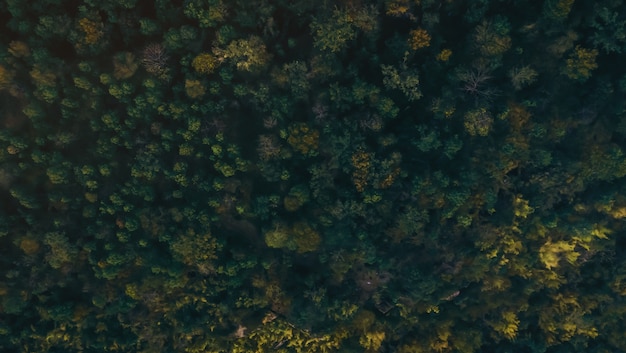 Aerial view from drone of the forest