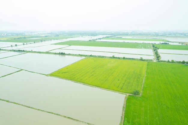 Aerial view from flying drone of Field rice with landscape green pattern nature background top view field rice