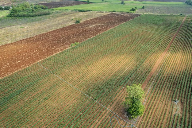 Aerial view from flying drone of Field rice with landscape green pattern nature background top view field rice