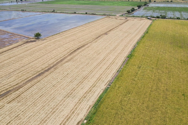 aerial view from flying drone of Field rice with landscape green pattern nature background, top view