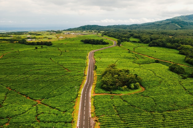 Aerial view from above of a road passing through tea plantations on the island of Mauritius