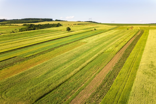 Aerial view of green agricultural fields in spring with fresh vegetation after seeding season on a warm sunny day.