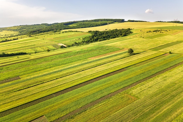 Aerial view of green agricultural fields in spring with fresh vegetation after seeding season on a warm sunny day