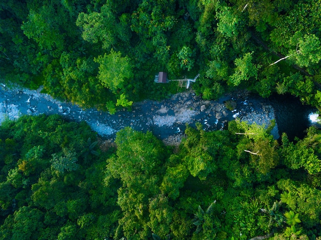 aerial view green forest in north bengkulu indonesia, amazing light in forest