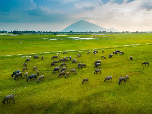 Aerial view of the green hills and meadows at sunset in Tay Ninh Vietnam Buffaloes grazing Blue sky and clouds in the background Idyllic rural scene