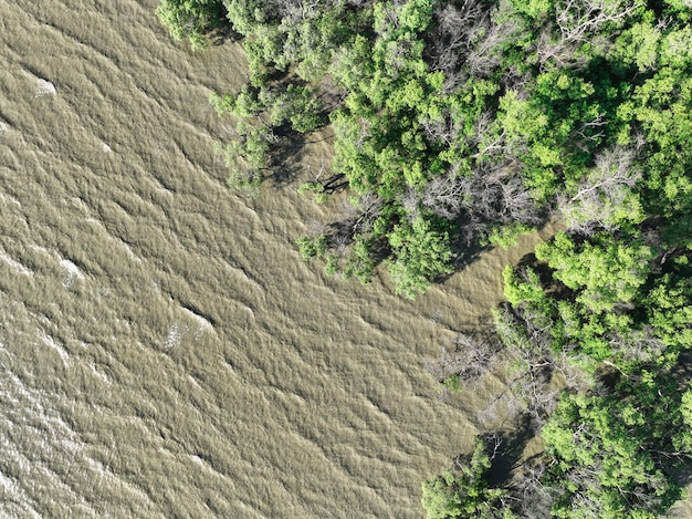 Aerial view green mangrove forest and sea water wave Net zero emissions concept Natural carbon sinks