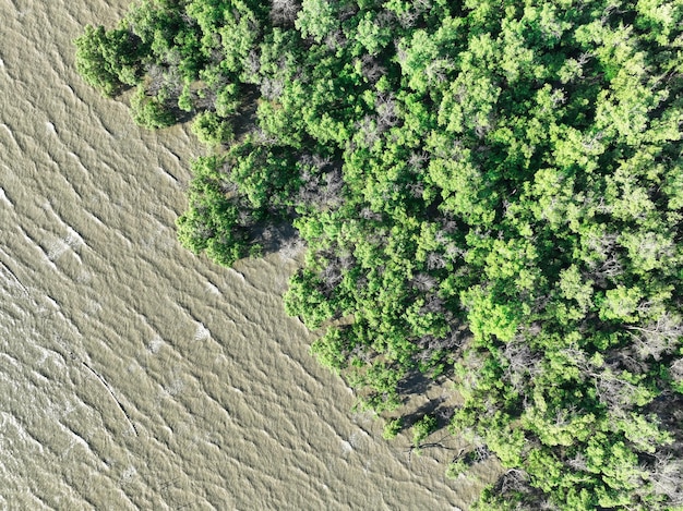 Aerial view green mangrove forest and sea water wave Net zero emissions concept Natural carbon sinks