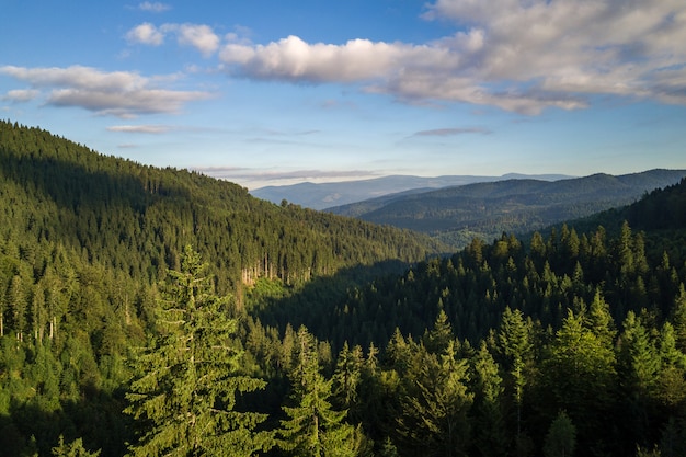 Aerial view of green mountain hills covered with evergreen spruce forest in summer.