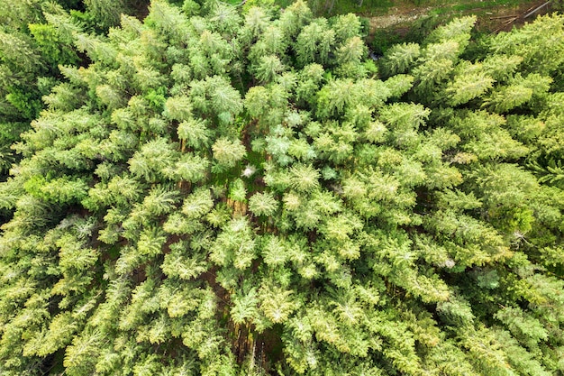 Aerial view of green pine forest with canopies of spruce trees in summer mountains.