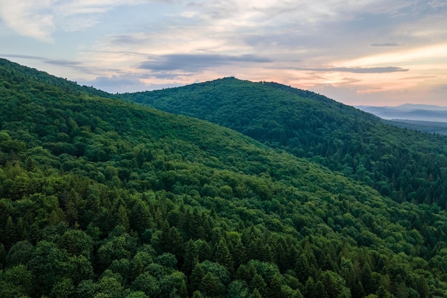 Aerial view of green pine forest with dark spruce trees covering mountain hills Nothern woodland scenery from above