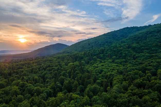 Aerial view of green pine forest with dark spruce trees covering mountain hills at sunset Nothern woodland scenery from above