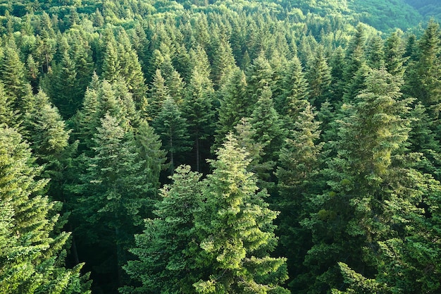 Aerial view of green pine forest with dark spruce trees Nothern woodland scenery from above