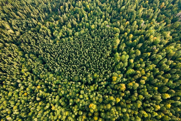 Aerial view of green pine forest with dark spruce trees Nothern woodland scenery from above