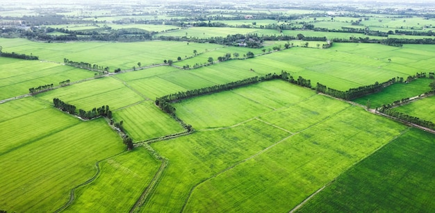 Aerial view of Green rice paddy field farming cultivation in agricultural land at countryside