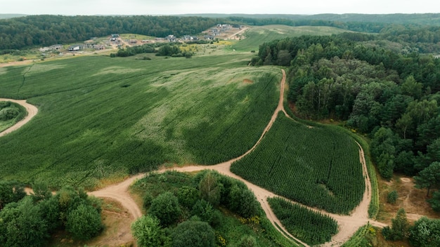 Aerial view of green summer forest and roads Rural landscape