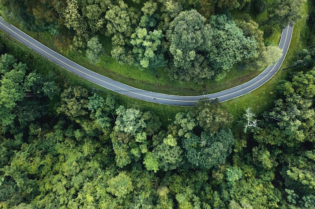 Aerial view of green summer tree and forest with a road