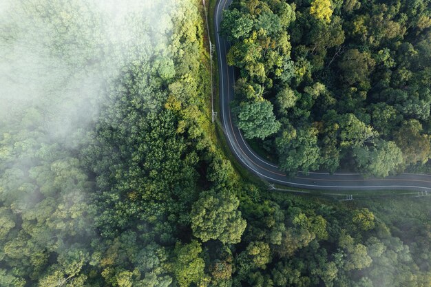 Aerial view of green summer tree and forest with a road