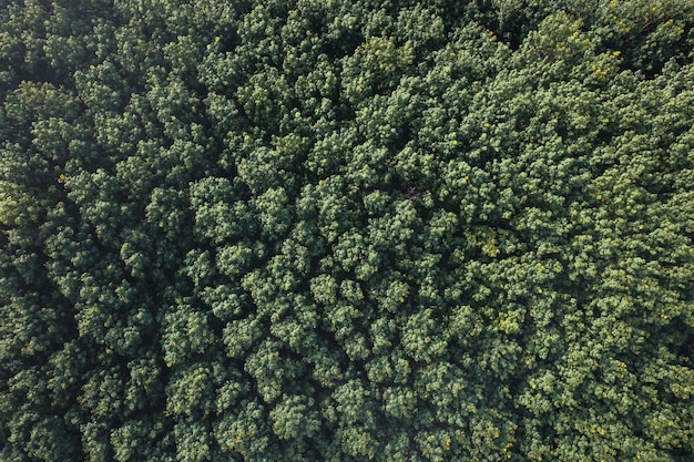 Aerial view of green summer tree and forest with a road