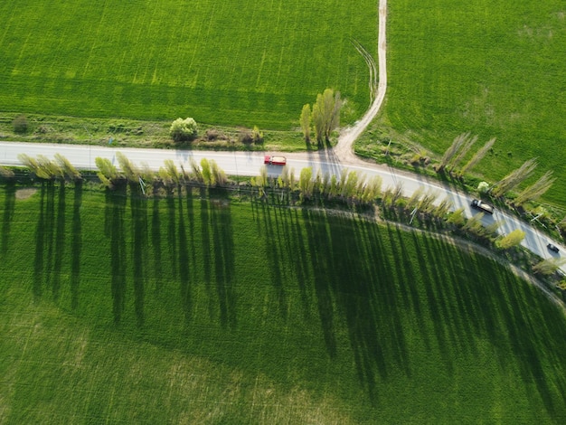 Aerial view on green wheat field in countryside field of wheat blowing in the wind on sunset young