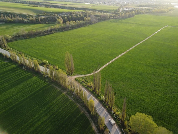 Aerial view on green wheat field in countryside field of wheat blowing in the wind on sunset young