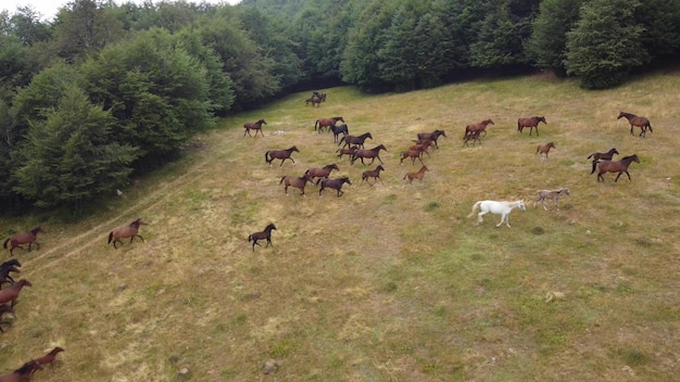 Aerial view of horses grazing on pasture