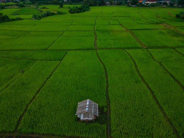 Aerial view of a Hut in the middle of beautiful green rice fields during dusk