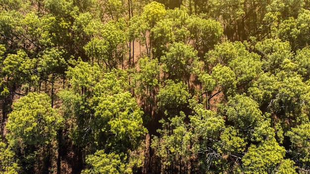 Aerial view of landscape forest