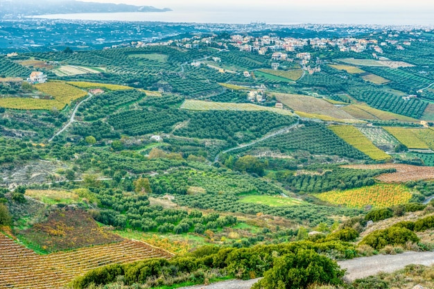 Aerial view of landscape with olive trees and mountains on Crete