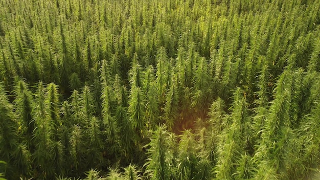 Aerial view of large cannabis marijuana fields at sunset