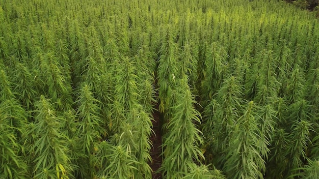 Aerial view of large cannabis marijuana fields at sunset