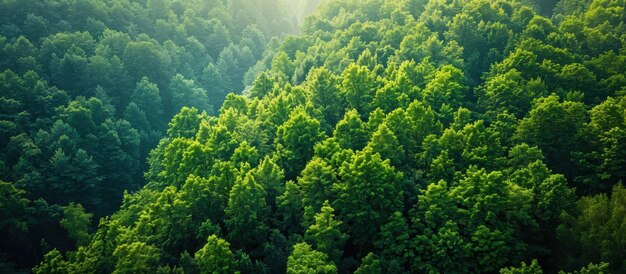 Aerial View of Lush Green Forest Canopy with Sunlight Filtering Through Trees in Summer