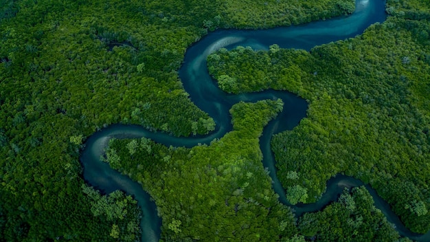 Photo aerial view mangrove forest natural landscape environment river in tropical mangrove green tree