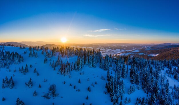 Aerial view of mesmerizing picturesque landscape of slender tall fir trees growing on snowy hills on a sunny winter and clear day against a blue sky. Advertising space